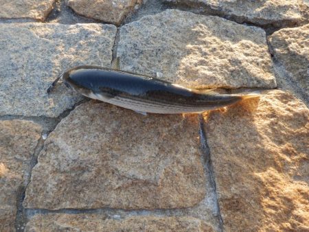 どうやったらええねん⁇淀シーHelp me…